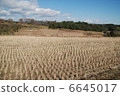 Rice field 6645017