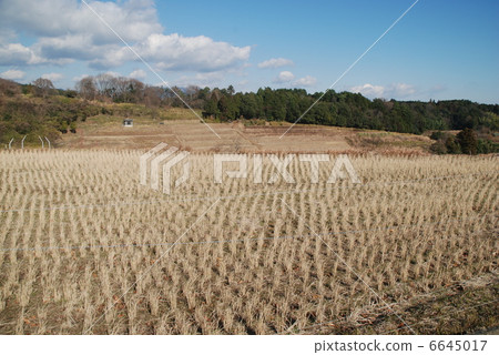 Rice field Rice field 6645017