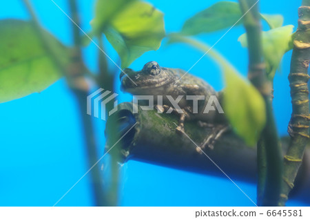Red-headed frog Red-headed frog 6645581
