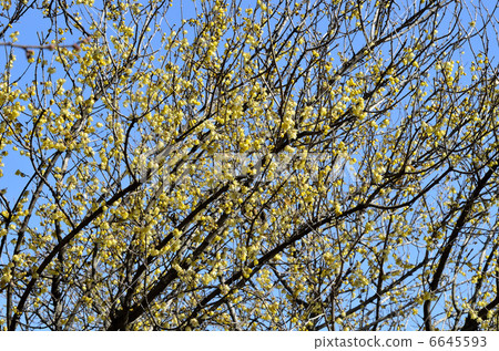 Rowbai(蠟梅) Rowbai(蠟梅) 6645593