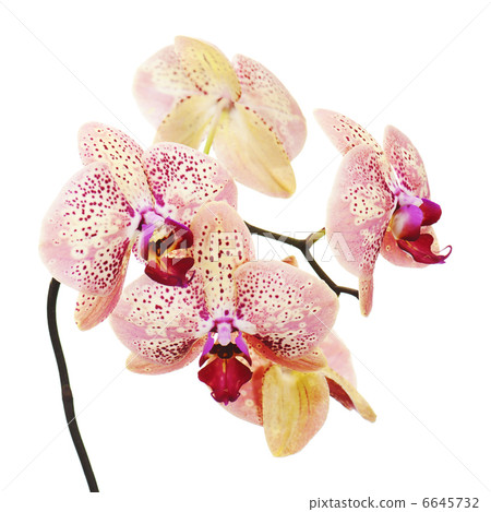 orchid isolated on white background 6645732