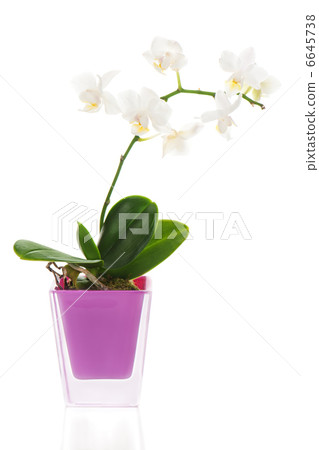 miniature white orchid arrangement centerpiece in vase isolated 6645738