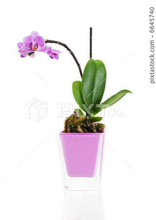 miniature orchid arrangement centerpiece in vase isolated on whi 6645740