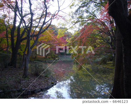 Autumn leaves 6646123