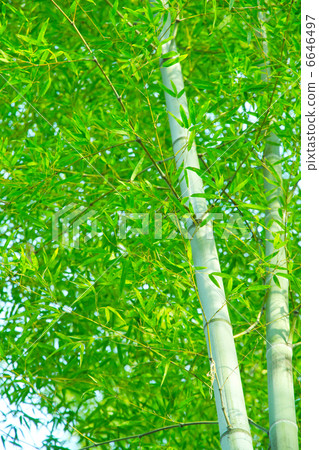 竹子 竹子 6646497