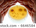 Microorganism of house dust 6646584