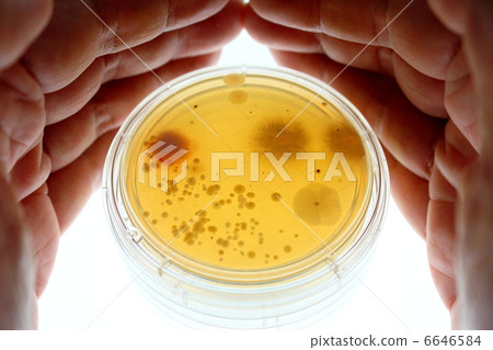 Microorganism of house dust 6646584