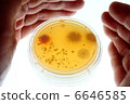 Microorganism of house dust 6646585