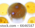 Adherent bacterial culture of house dust 6646587