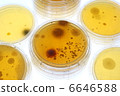 Adherent bacterial culture of house dust 6646588