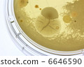 Adherent bacterial culture of house dust 6646590