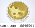 Adherent bacterial culture of house dust 6646591