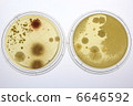 Adherent bacterial culture of house dust 6646592
