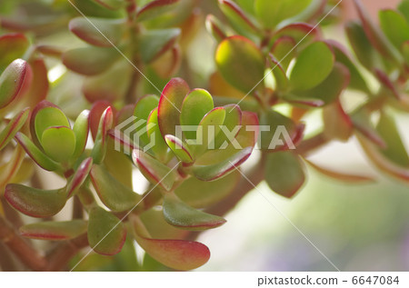 Money tree Money tree 6647084