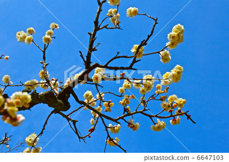 Blue Sky and White Plum (Dogo Park / Dogo Town, Matsuyama City Ehime Prefecture) Blue Sky and White Plum (Dogo Park / Dogo Town, Matsuyama City Ehime Prefecture) 6647103