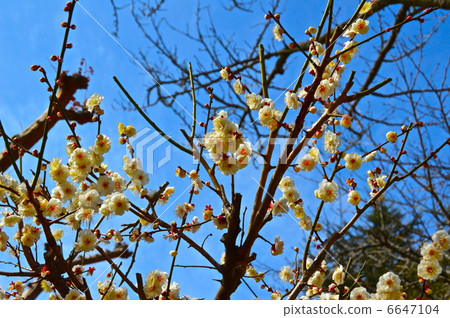 Early blooming white plum (Doge Park / Ehime prefecture Matsuyama city Dogo-machi) 6647104