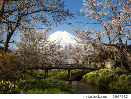 Cherry blossoms of Oshino Hakkai 6647182