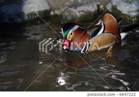 Oshidori的Oris 6647222