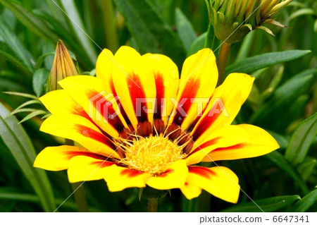 Brilliant Gazania flowers 6647341