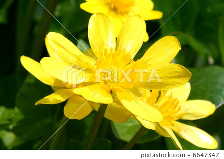 Golden-colored Ranukkin flowers 6647347