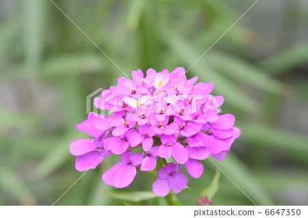 清除Iberis花 6647350