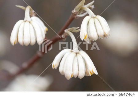 Mitsumata started to bloom 6647464