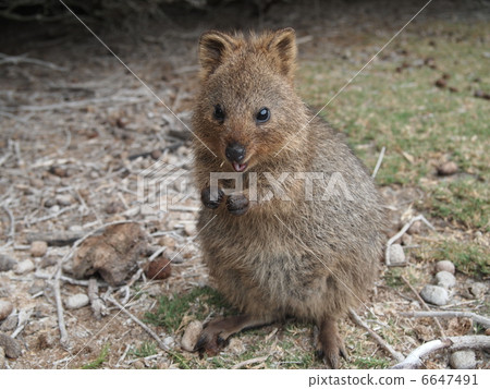 Quoca Rottnest Island 6647491