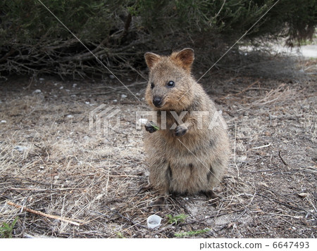 Quoca Rottnest Island 6647493