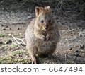 Quoca Rottnest Island 6647494