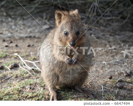 Quoca Rottnest Island 6647494