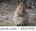 Quoca Rottnest Island 6647495