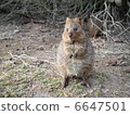 Quoca Rottnest Island 6647501
