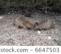 Parent and child of Quodka Rottnest Island 6647503