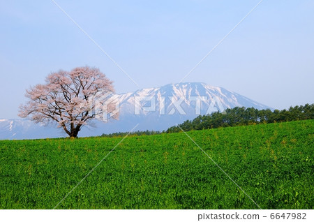 Ichinomiya Ichinoseki Ichinomiya Ichinoseki 6647982