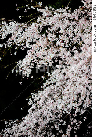 夜櫻桃廁所亮了起來 6647988