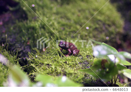  Bamboo shoots 6648013