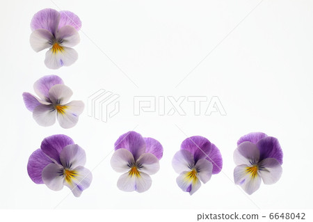 Cute purple viola background Cute purple viola background 6648042