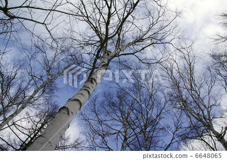 White birch forest in winter 6648065