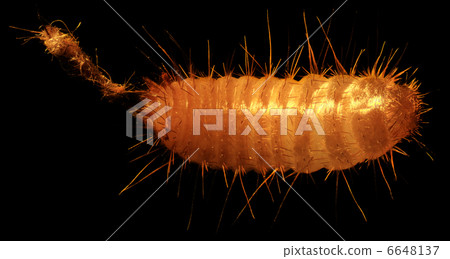 grain moth caterpillar under the microscope (Tineola granella L. 6648137