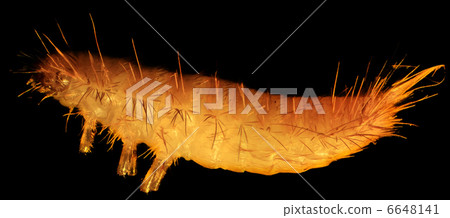grain moth caterpillar under the microscope (Tineola granella L. 6648141