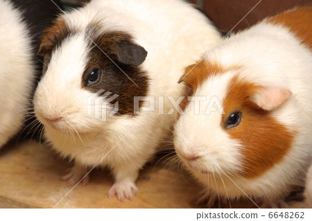Guinea pig 6648262