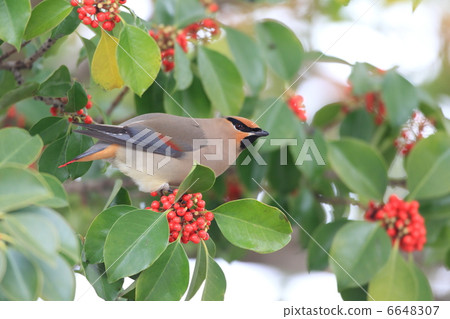 Hirenjaku Hirenjaku 6648307