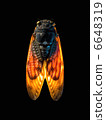 Cicada _ overhead view _ black back 6648319