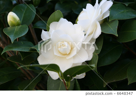 A thousand-blooming white camellia flower "Honkono white" 6648347