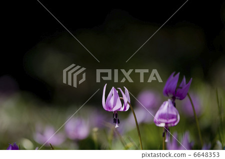 Katakuri Katakuri 6648353