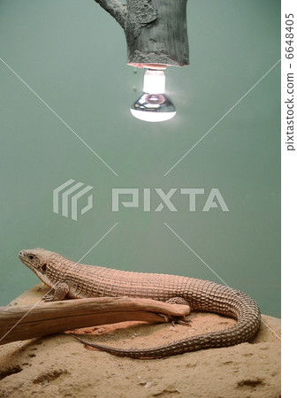 Oniplate lizard that warms the body under the light bulb Oniplate lizard that warms the body under the light bulb 6648405