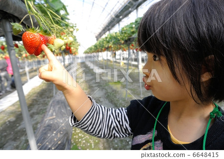 Strawberry picking Strawberry picking 6648415