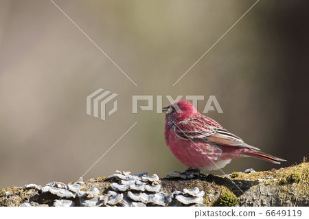 Freshwater fish Freshwater fish 6649119