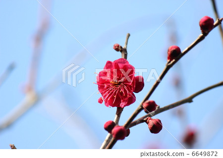 鹿兒島梅梅 6649872