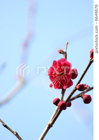 鹿兒島梅梅 6649876